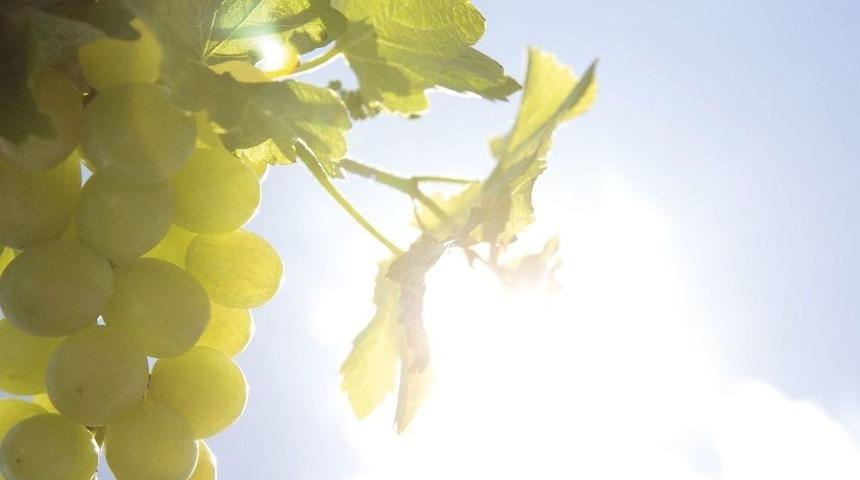 Üzümden Gelen Güzellikle Daha Sıkı Ve Genç Bir Cilt