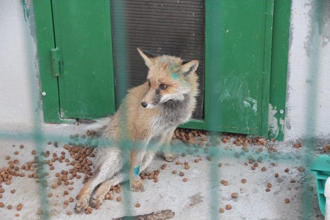 A&ccedil; Kalıp Şehre İnen Tilkiye Ara&ccedil; &Ccedil;arptı
