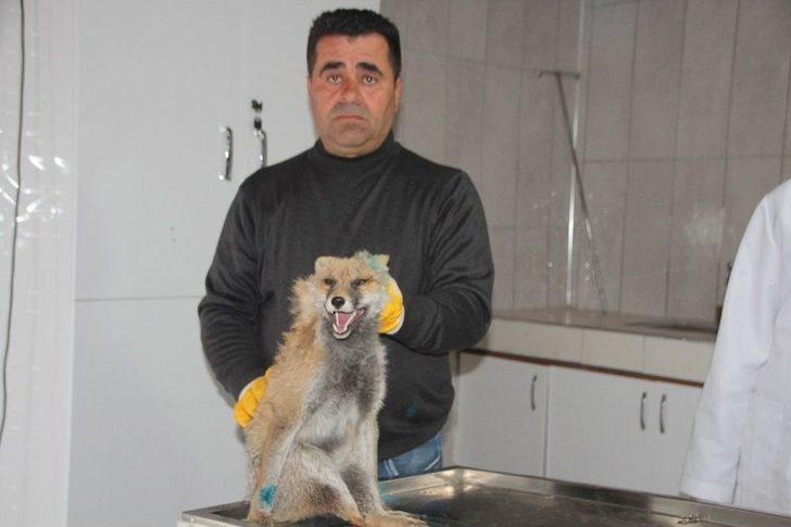 Aç Kalıp Şehre İnen Tilkiye Araç Çarptı G1