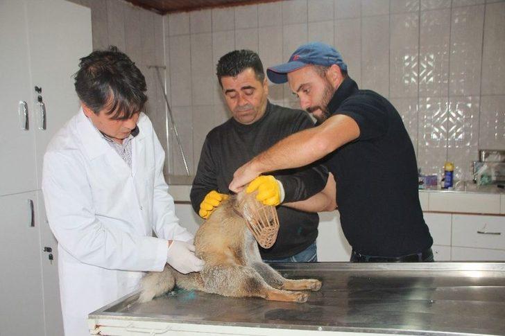 Aç Kalıp Şehre İnen Tilkiye Araç Çarptı G2