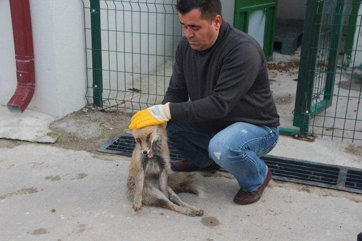 Aç Kalıp Şehre İnen Tilkiye Araç Çarptı G3