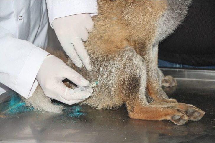 Aç Kalıp Şehre İnen Tilkiye Araç Çarptı G4