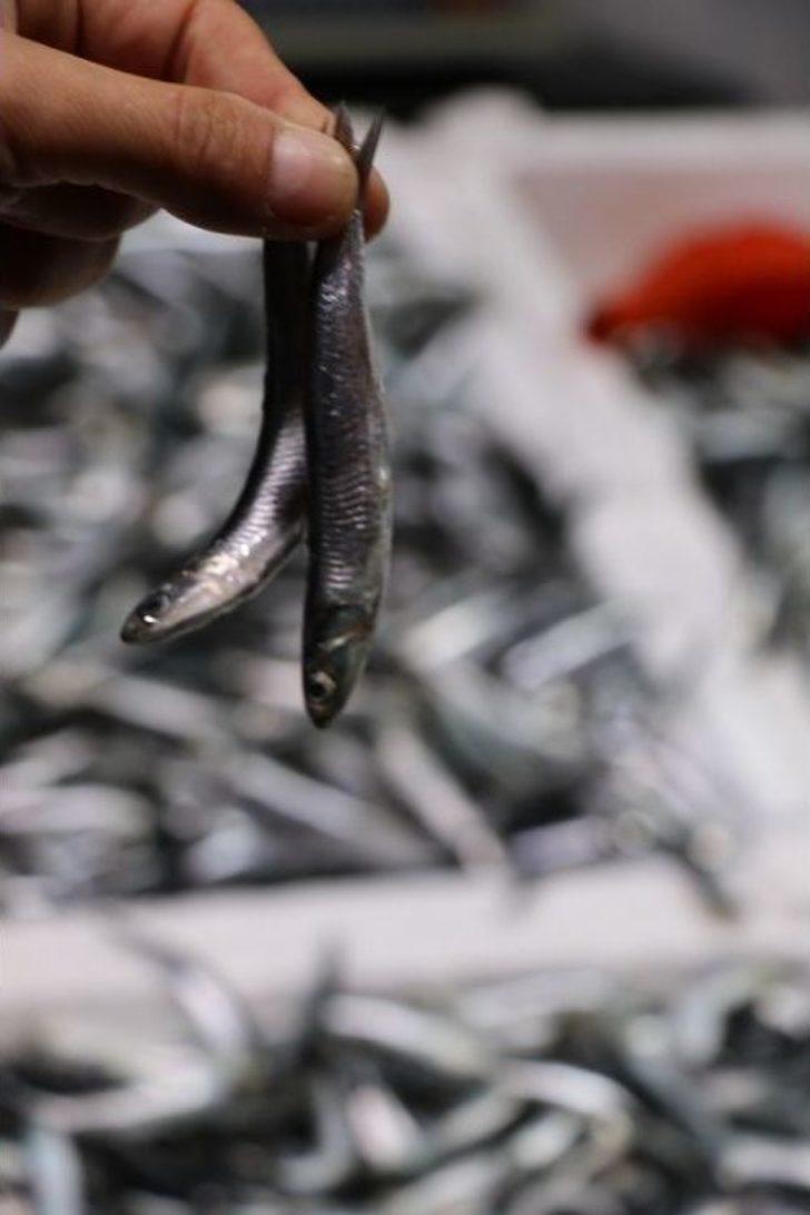 Havanın Soğumasıyla Tezgahlarda Hamsi Bolluğu Yaşanıyor G5