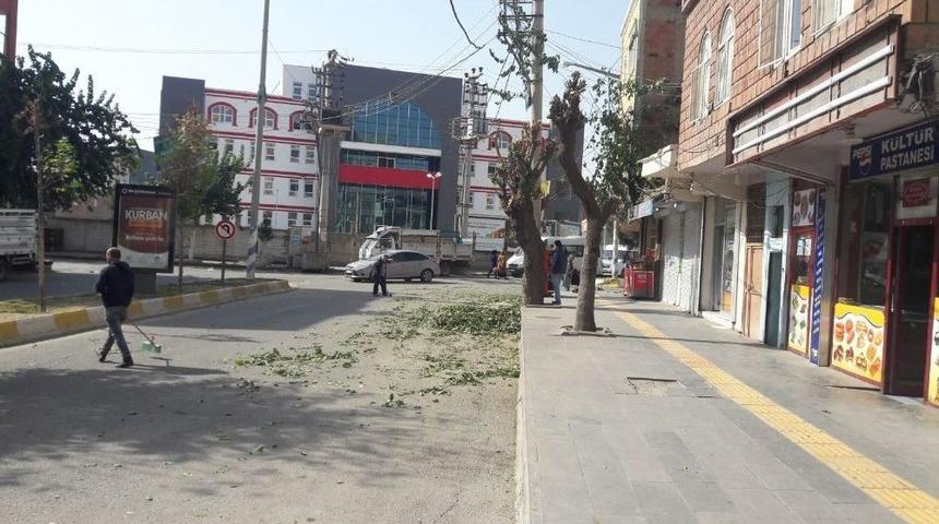 Bismil Belediyesi Ağa&ccedil; Budama &Ccedil;alışması Başlattı