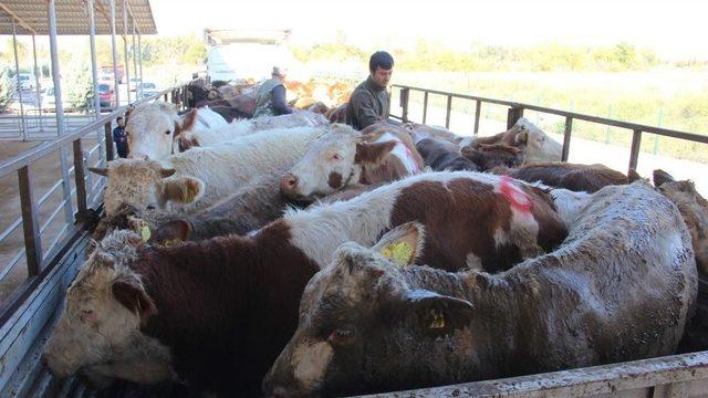 Genç Çiftçiler Merakla Bekledi, Hibe Düvelerine Kavuştu