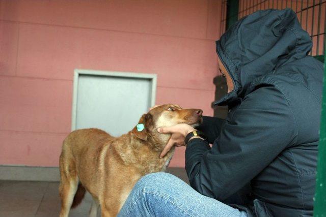 Göktürk’te Öldürülecek Denilen Köpek Barınakta Sahibini Arıyor