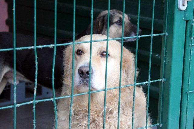 Göktürk’te Öldürülecek Denilen Köpek Barınakta Sahibini Arıyor