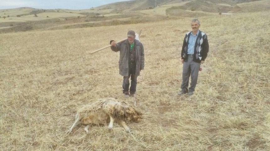 Sungurlu&rsquo;da Kurtlar Koyun S&uuml;r&uuml;s&uuml;ne Saldırdı