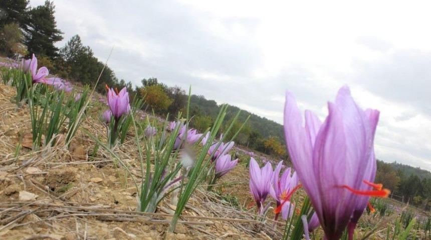 Safranbolu Safranı Yayım Projesi Kapsamında &rsquo;tarla G&uuml;n&uuml;&rsquo; Etkinliği D&uuml;zenlendi