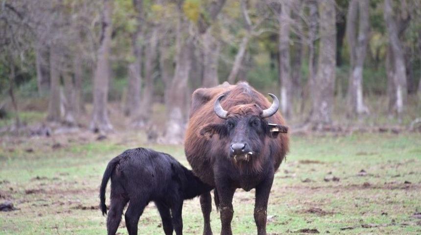 Kızılırmak Deltası Kuş Cenneti&rsquo;nin Unesco Yolculuğu