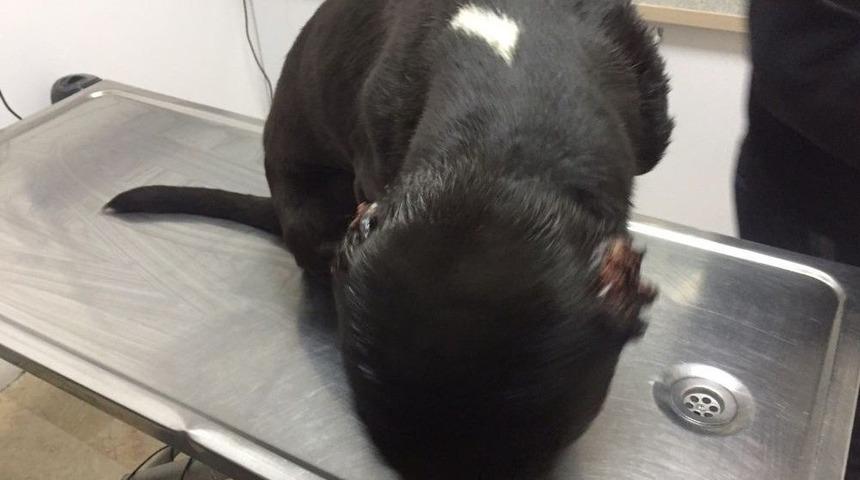 Ankara&rsquo;da K&ouml;peklere Y&uuml;rek Sızlatan Eziyet