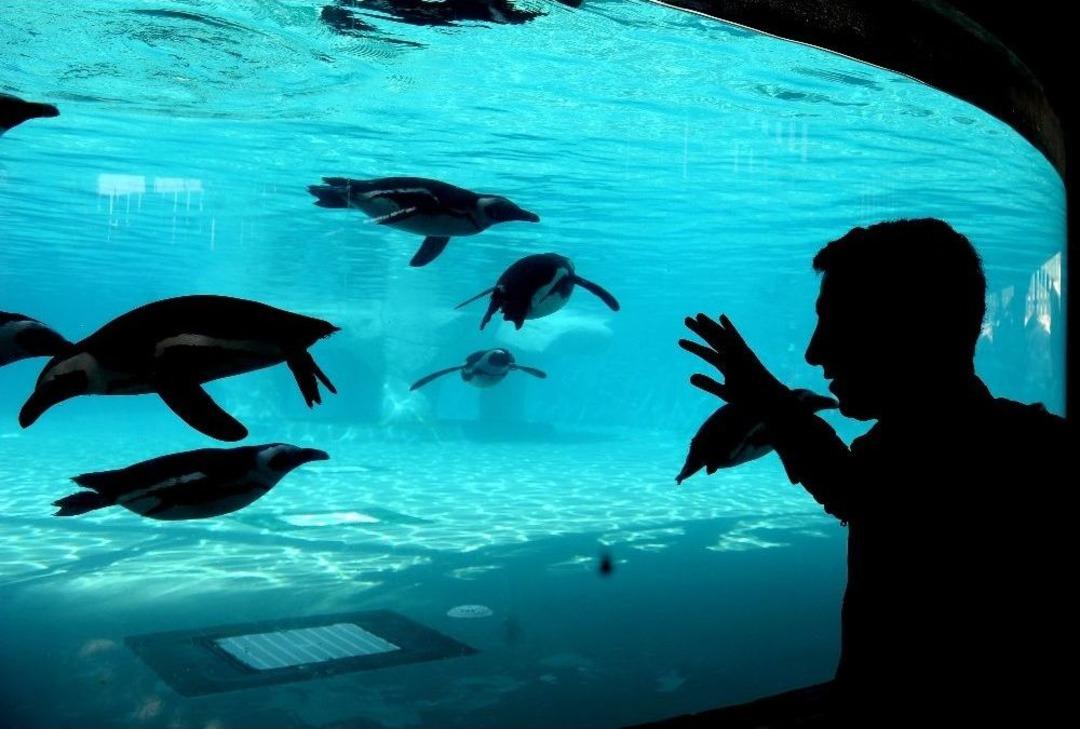 (&ouml;zel Haber) Hayvanat Bah&ccedil;esinin G&ouml;zdesi Penguen Ve Foklar