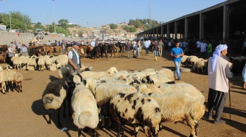 Diyarbakır Kırmızı Et &Uuml;reticileri Birliği Y&ouml;netim Kurulu Başkanı Yılmaz: "ucuz Kırmızı Et İ&ccedil;in Yerli &Uuml;retim Teşvik Edilmeli"