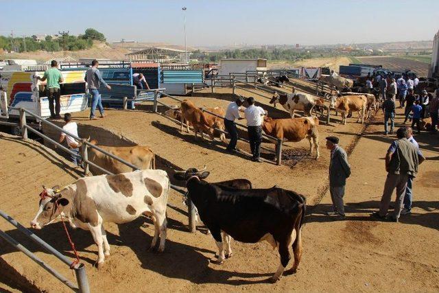 Diyarbakır Kırmızı Et Üreticileri Birliği Yönetim Kurulu Başkanı Yılmaz: 