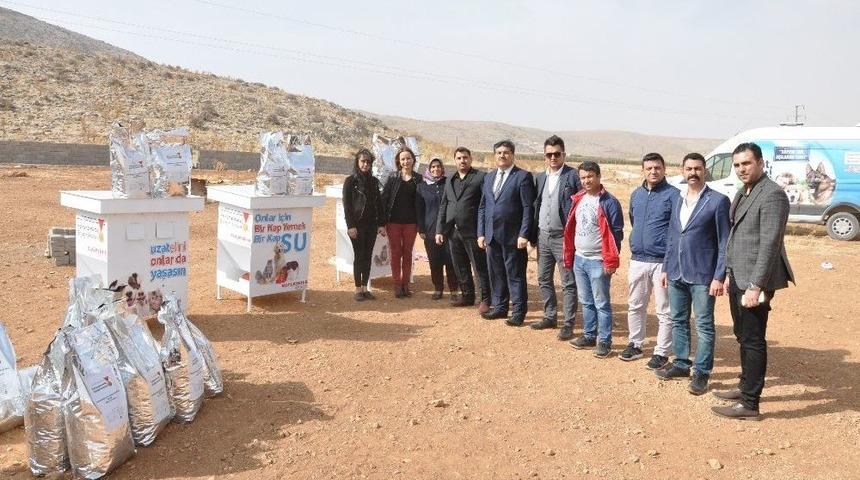 Sokak Hayvanları İ&ccedil;in Mama, Kul&uuml;be Ve Beslenme Odağı Desteği