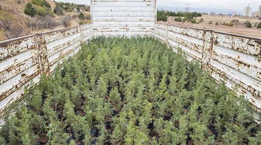 Odt&uuml; Yolu İ&ccedil;in Ağa&ccedil;landırma &Ccedil;alışmaları Başladı