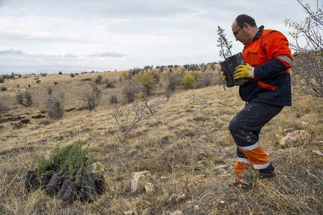 Odtü Yolu İçin Ağaçlandırma Çalışmaları Başladı