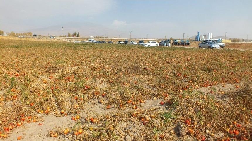 Adilcevaz&rsquo;da Domatesler Tarlada Kaldı