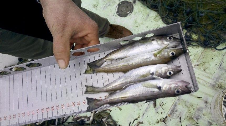 Ordu&rsquo;da 22 Balık&ccedil;ıya Ceza