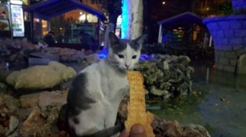 Tarhana Bağımlısı Kedi