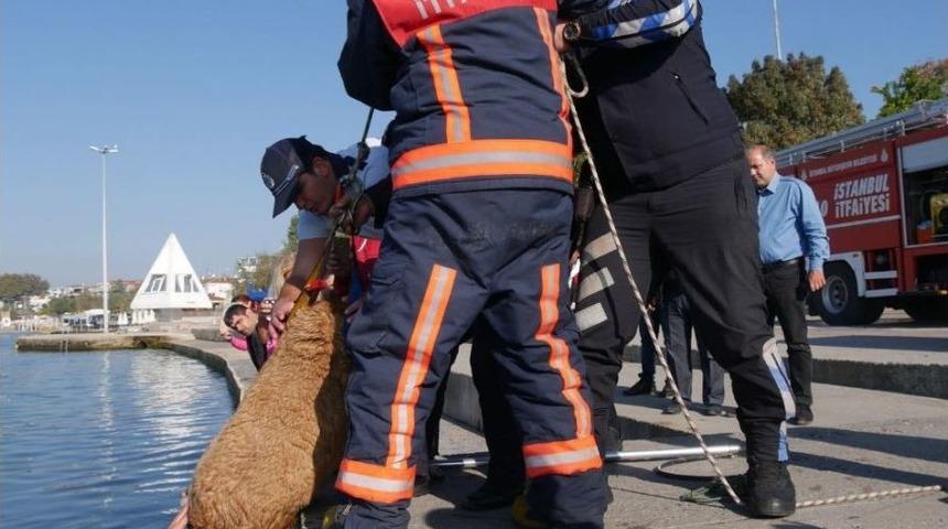 B&uuml;y&uuml;k&ccedil;ekmece&rsquo;de Kanala Sıkışan K&ouml;pek G&uuml;&ccedil;l&uuml;kle Kurtarıldı