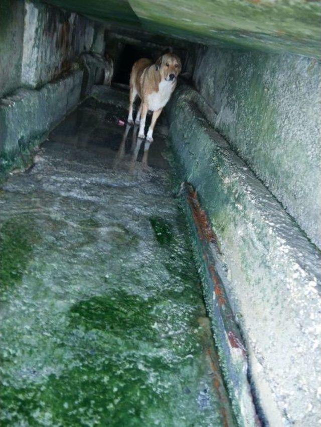 Büyükçekmece’de Kanala Sıkışan Köpek Güçlükle Kurtarıldı