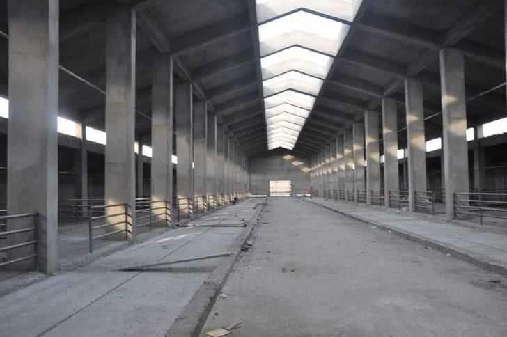 Bakan Arslan, Modern Besi Çiftliği Ve Kesimhanede İncelemede Bulundu G3