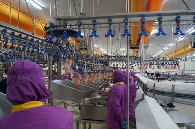 Japonlara T&uuml;rk Tavuğu 1