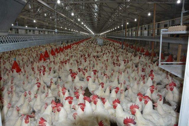 Japonlara T&uuml;rk Tavuğu 2