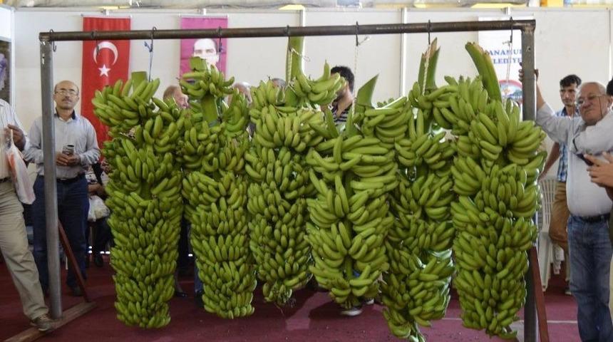 Anamur&rsquo;da Muz Hevengi Yarışması