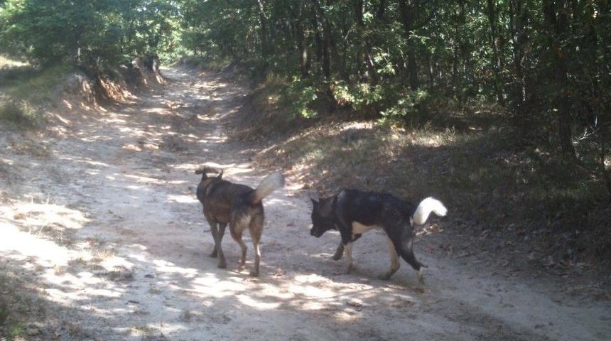 (&ouml;zel Haber) Silivri&rsquo;de Atları Yiyen Kurt Değil K&ouml;pekmiş
