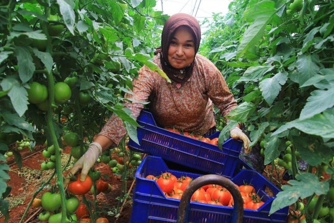 Domatesler 2 Yıl Aradan Sonra Yeniden Rusya İ&ccedil;in Toplandı