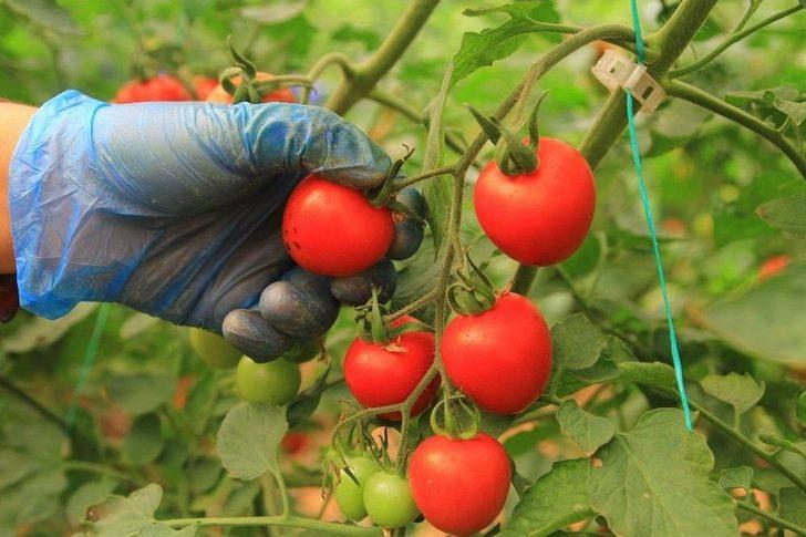 Domatesler 2 Yıl Aradan Sonra Yeniden Rusya İçin Toplandı G2