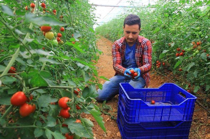 Domatesler 2 Yıl Aradan Sonra Yeniden Rusya İçin Toplandı G3