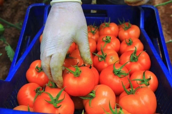 Domatesler 2 Yıl Aradan Sonra Yeniden Rusya İçin Toplandı G4