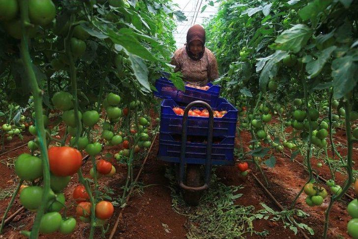 Domatesler 2 Yıl Aradan Sonra Yeniden Rusya İçin Toplandı G5