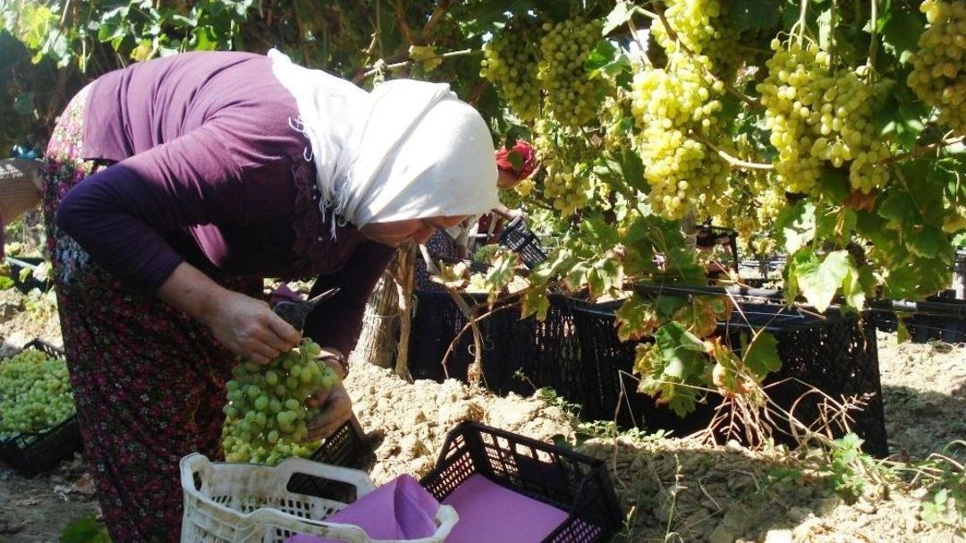 Sarıg&ouml;l&rsquo;de G&uuml;nde 4 Bin Ton &Uuml;z&uuml;m Kesiliyor