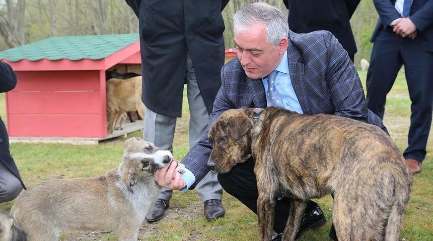 Ey&uuml;psultan Belediye Başkanı Remzi Aydın: "hayvanlara Zarar Verilmesi Ya Da &Ouml;ld&uuml;r&uuml;lmeleri Hi&ccedil;bir Surette S&ouml;z Konusu Değil"