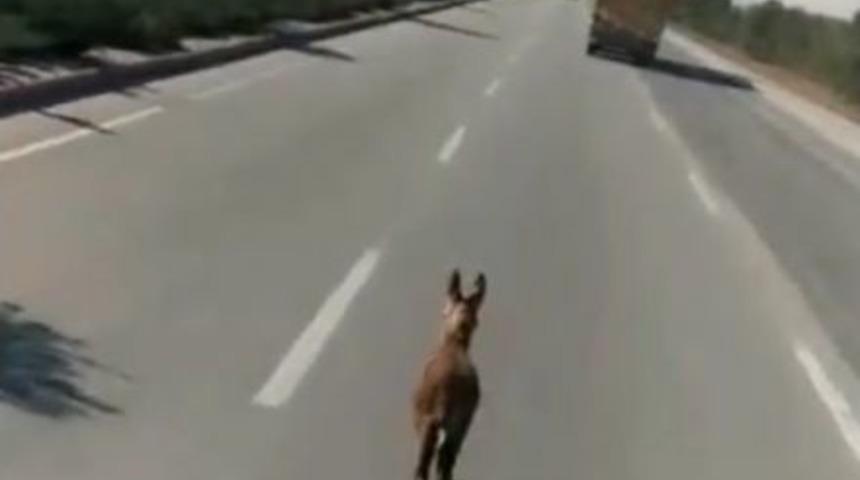 Sıpanın G&uuml;ld&uuml;ren Yolculuğu