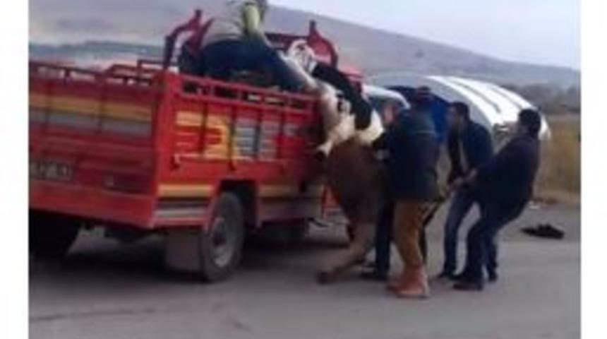 Kamyonetin Kasasında Giden İnek D&uuml;ş&uuml;nce Zincire Takılı Kaldı