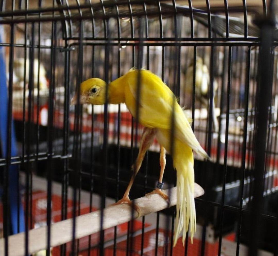 T&uuml;rkiye&rsquo;nin En G&uuml;zel Kuşları Antalya&rsquo;da Toplandı