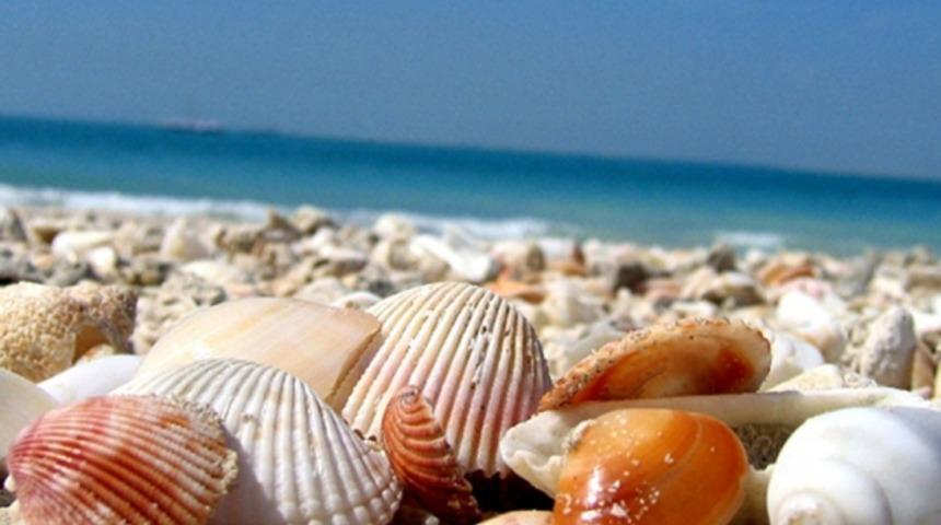 Deniz Kabuklarıyla Yaratabileceklerinize İnanamayacaksınız! 