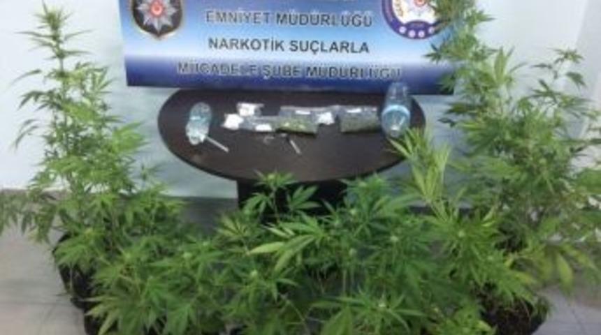 Işık Düzeneğiyle Kenevir Üretimine Polis Baskını