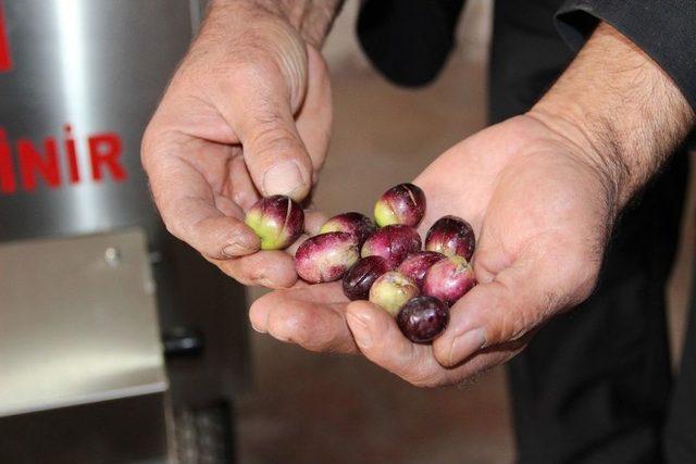 Karamanlı Torna Ustası, Saatte 1 Ton Zeytin Kıran Ve Dilen Makine Yaptı