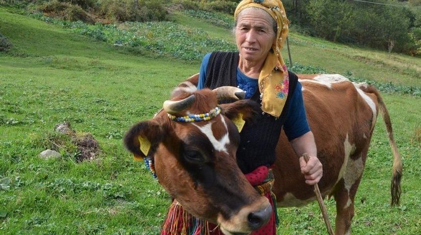 İnekleri Onun Herşeyi