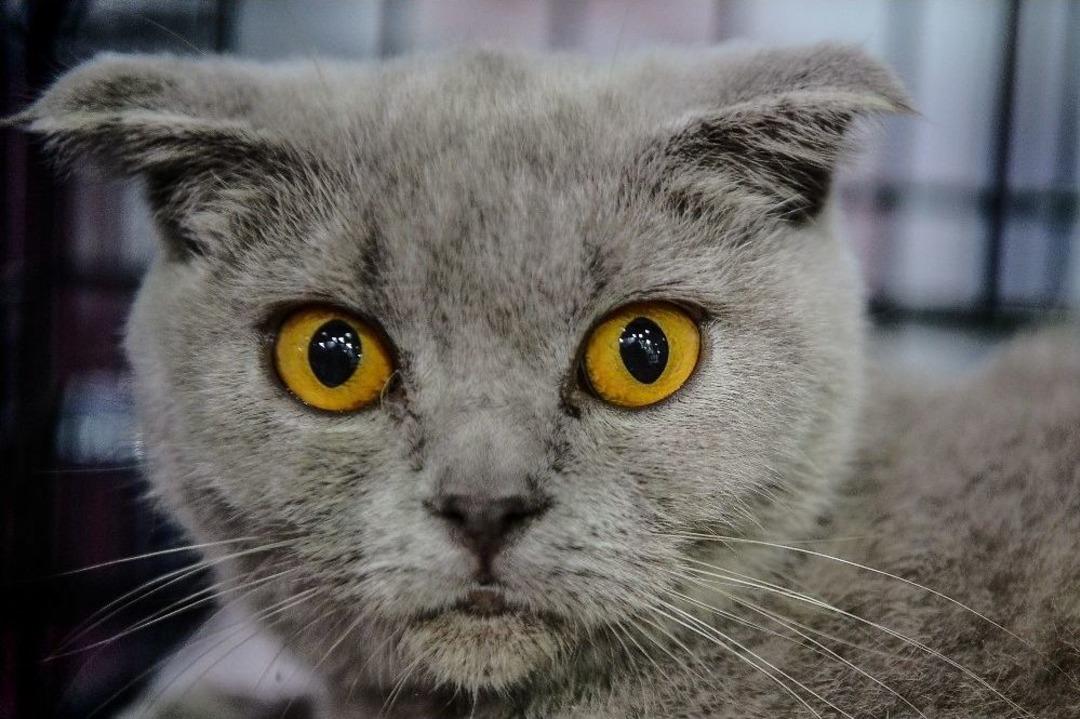 Petzoo Evcil Hayvan Fuarı Devam Ediyor