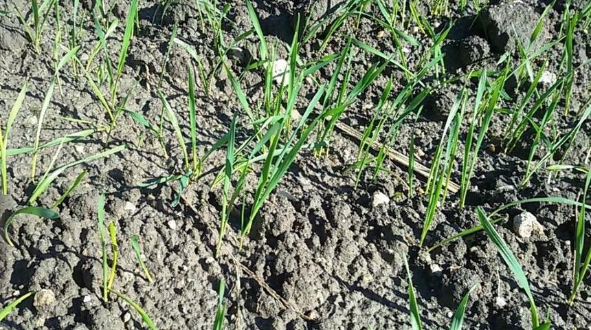 Tarlaya Ekilen Buğday Ve Arpa &Ccedil;imlendi