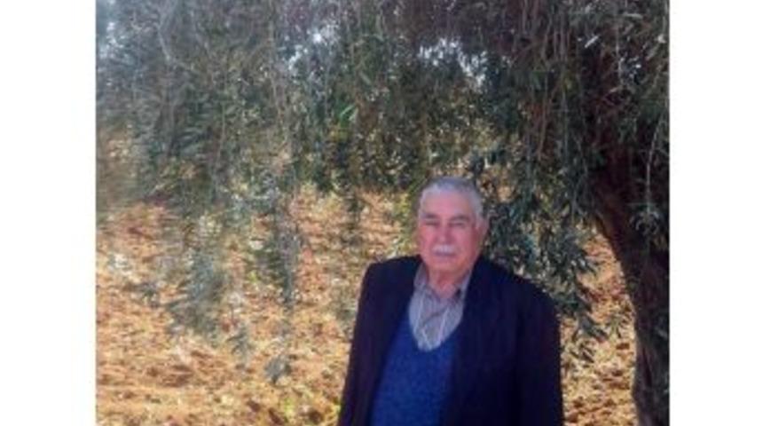 Zeytin &Uuml;reticileri Yağmur Bekliyor