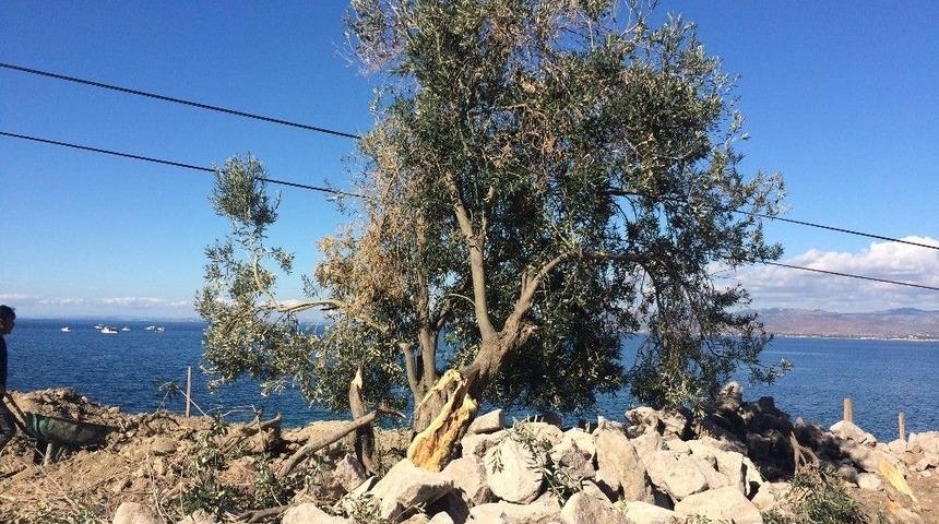 Asırlık Zeytin Ağa&ccedil;larını Kep&ccedil;elerle Par&ccedil;aladılar İddiası