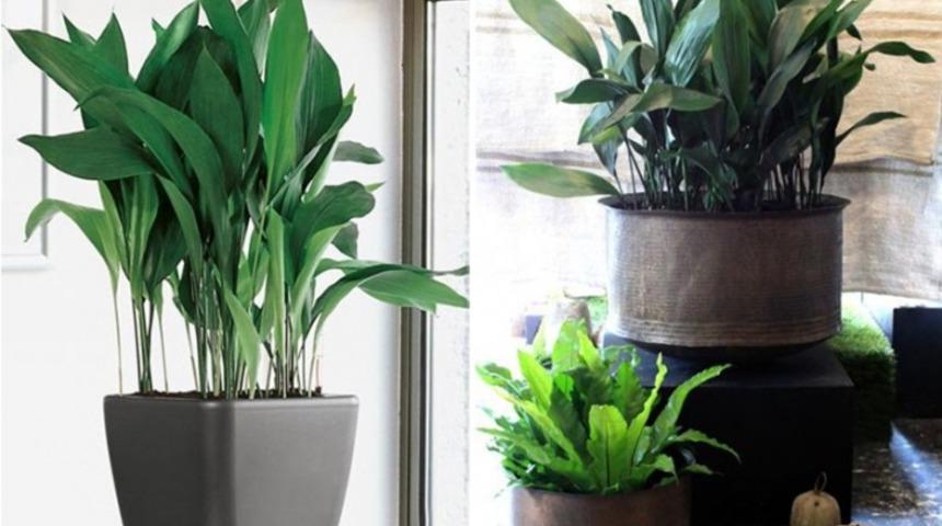 Salon &ccedil;i&ccedil;ekleri nelerdir? İşte bakımı kolay 12 &ccedil;i&ccedil;ek